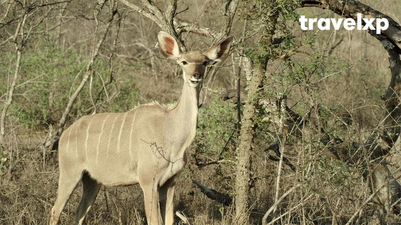 Slika oddaje