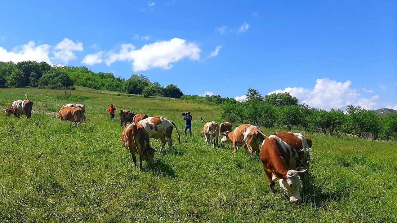 Slika oddaje