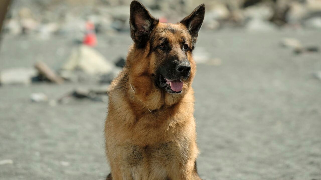 Slika oddaje