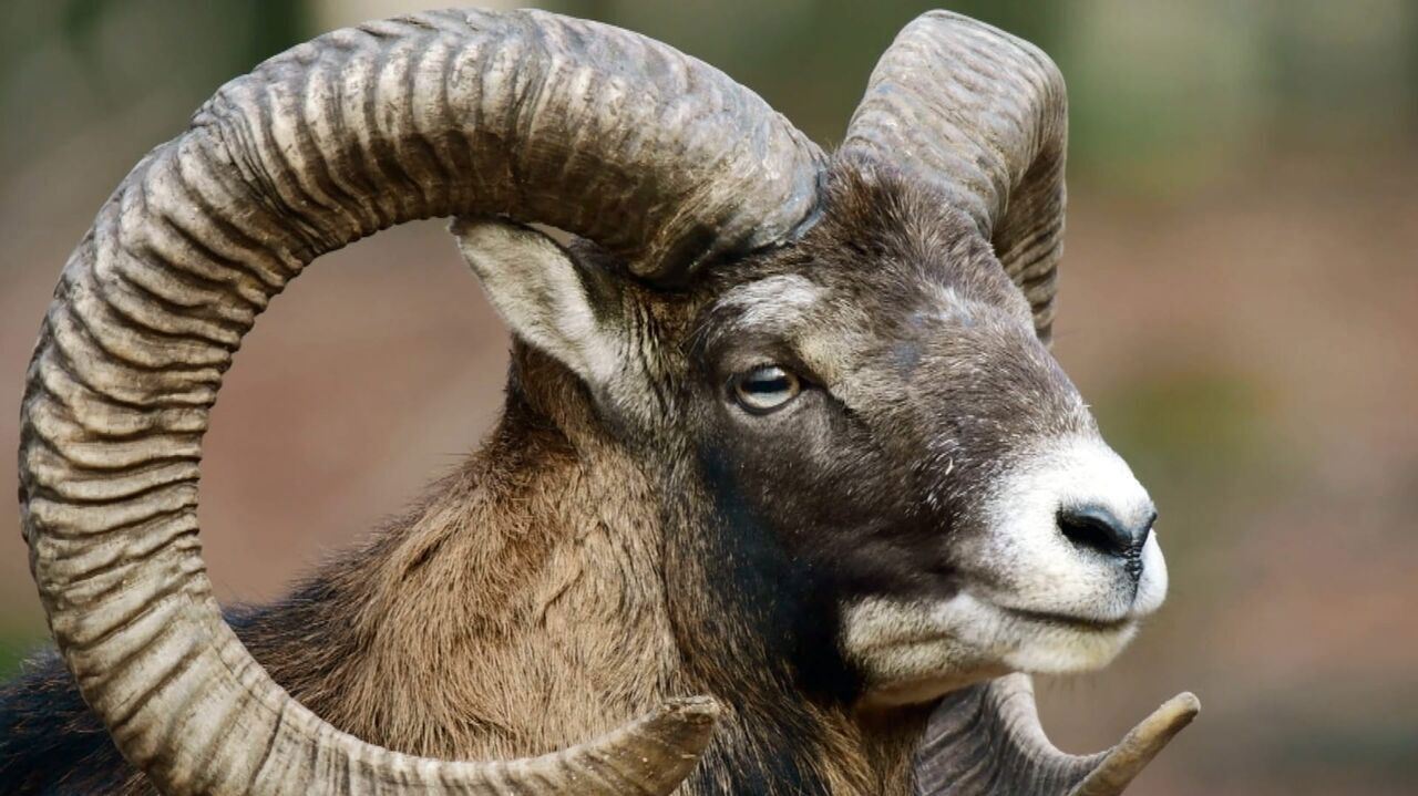 Slika oddaje