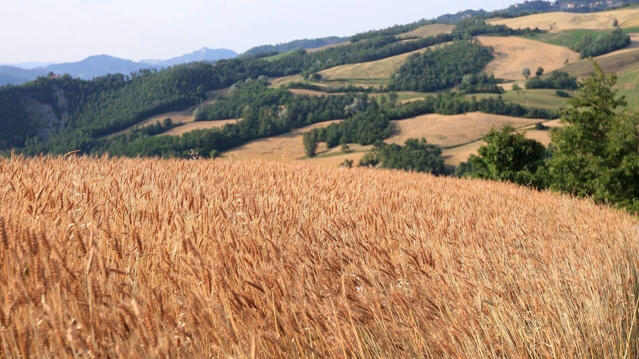 Slika oddaje