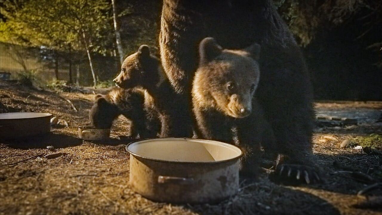 Slika oddaje