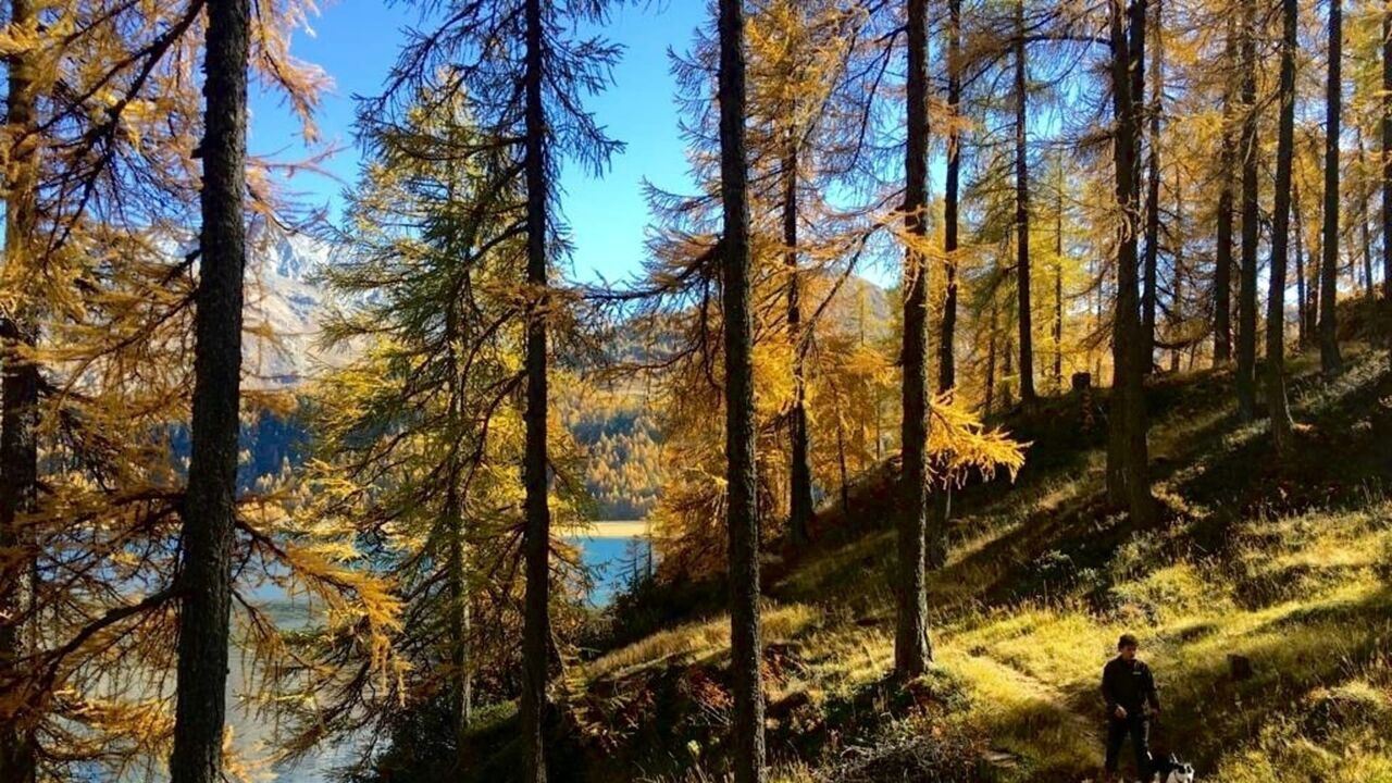 Slika oddaje