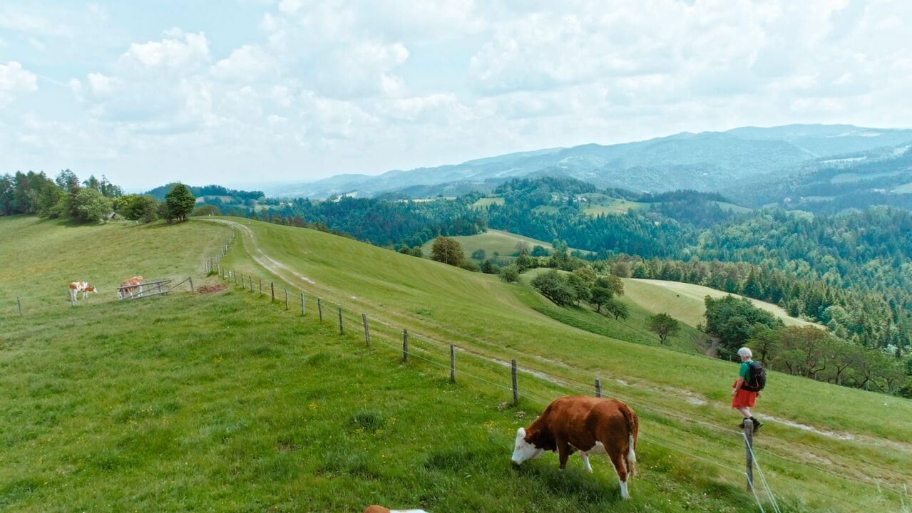 Slika oddaje