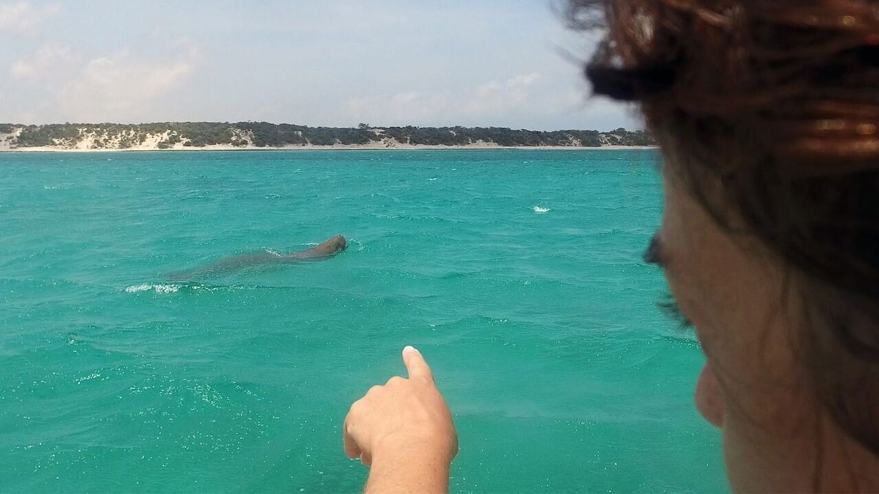 Slika oddaje