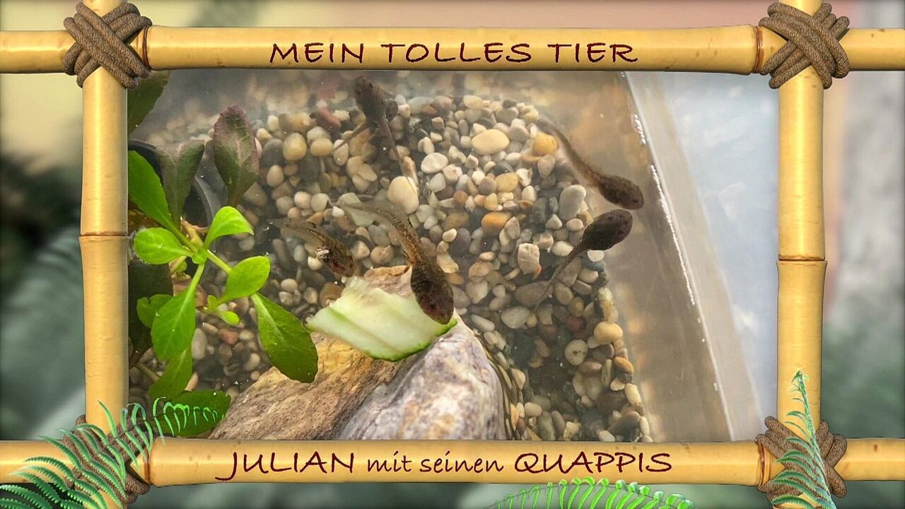Slika oddaje