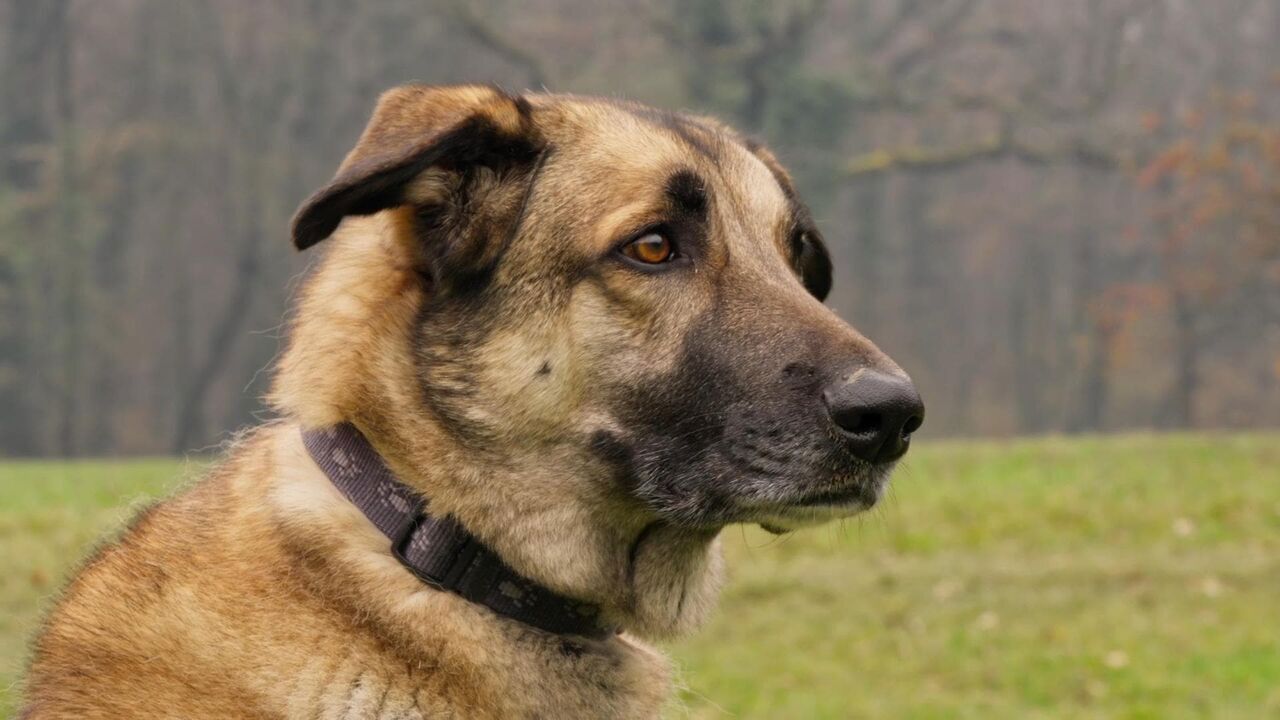 Slika oddaje