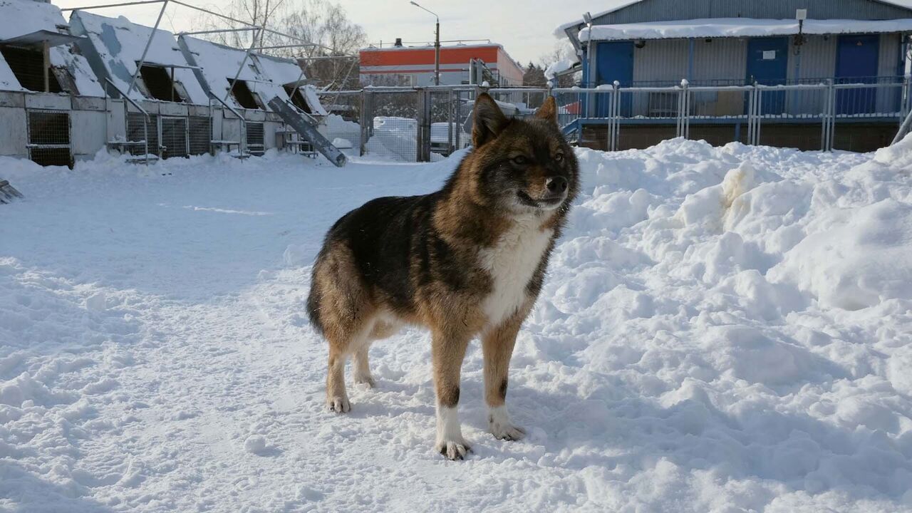 Slika oddaje